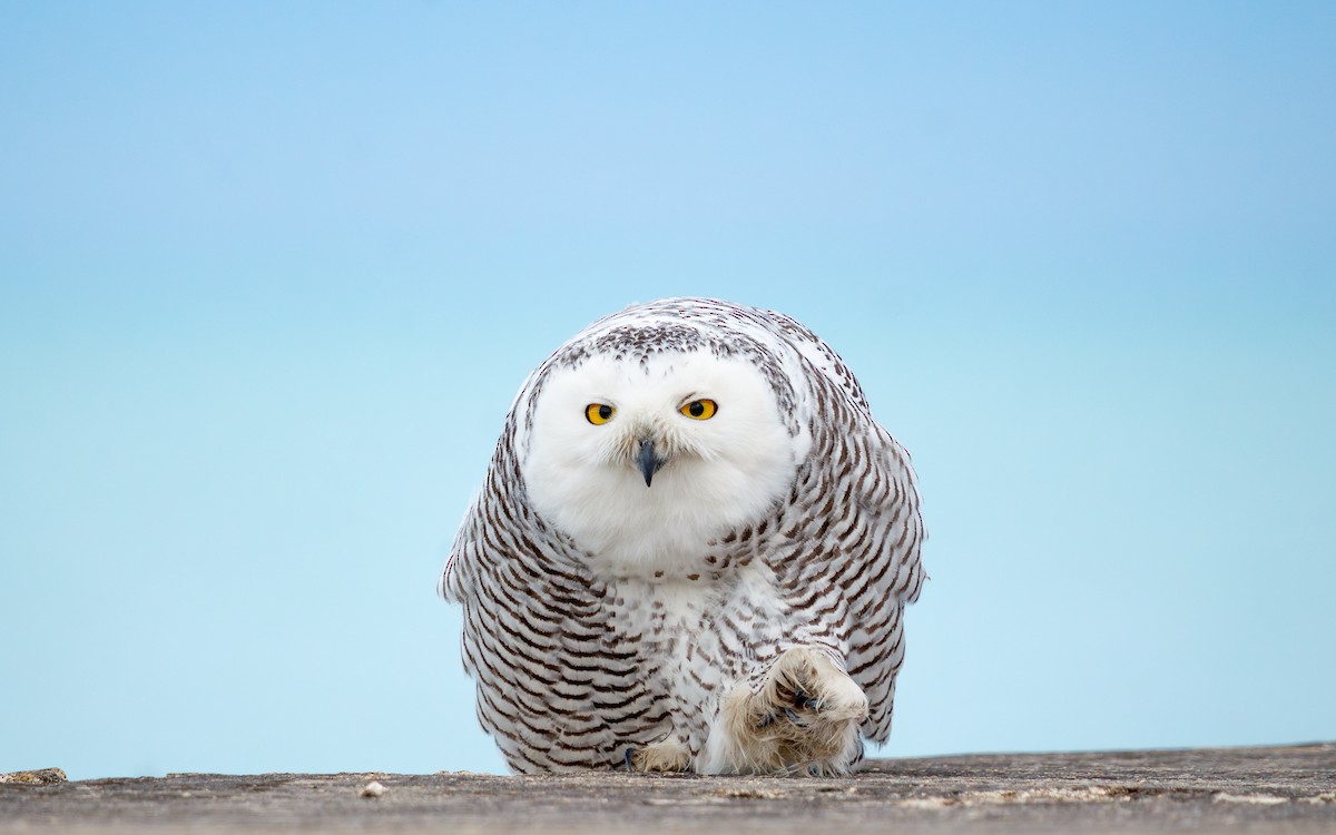 לילית שלג - ML647443557