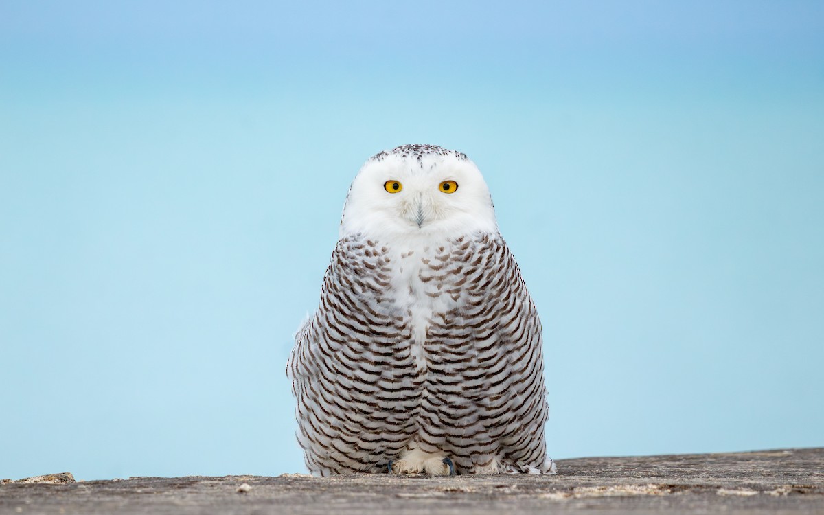 לילית שלג - ML647443558