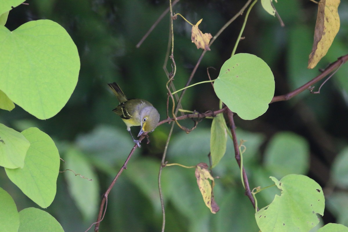 White-eyed Vireo - ML647443561