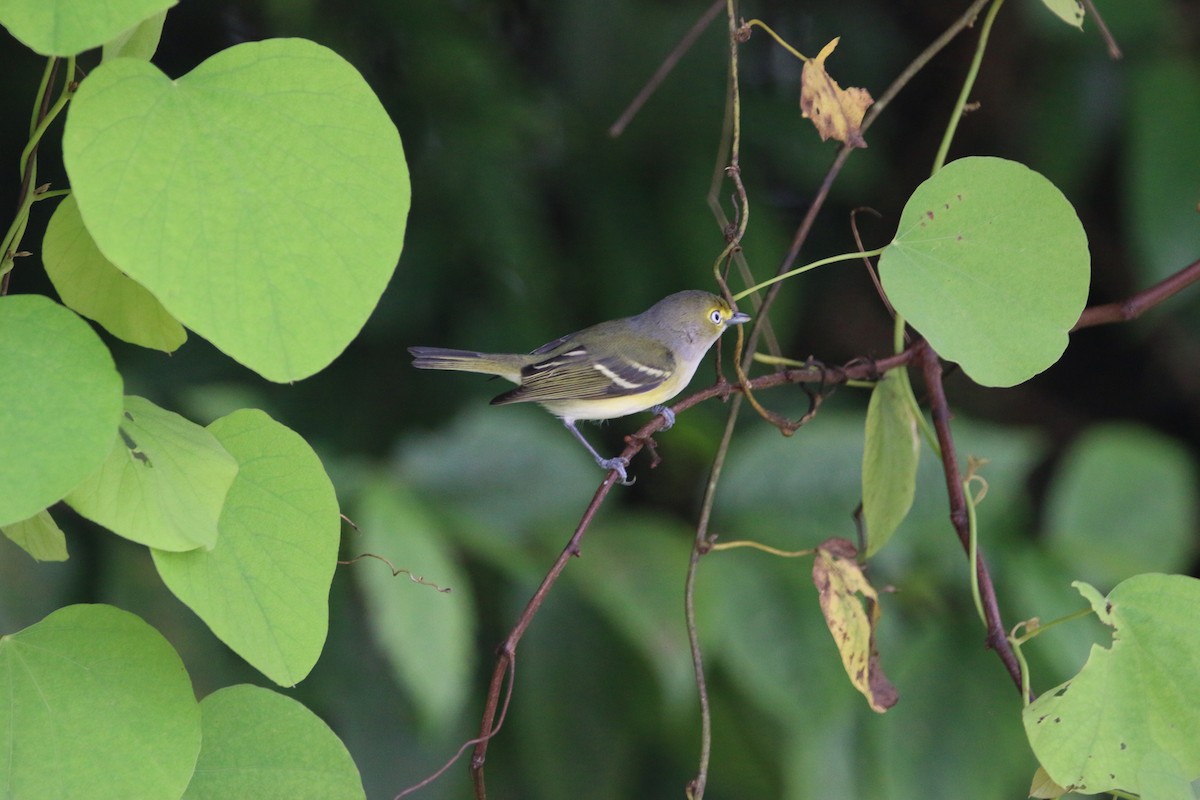 White-eyed Vireo - ML647443562