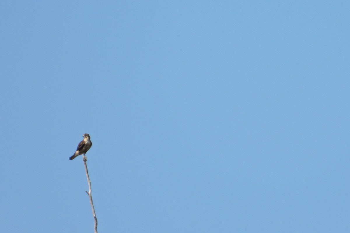 Brown Falcon - ML647443565