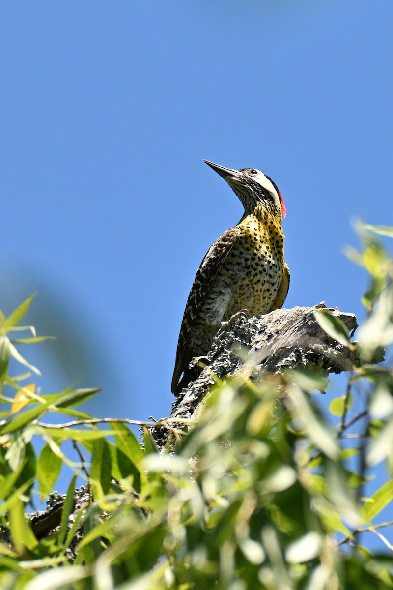 Декол плямистоволий - ML647443568