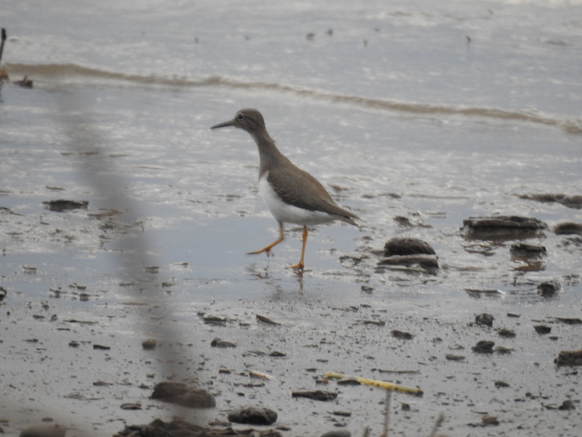 Benekli Düdükçün - ML647443569