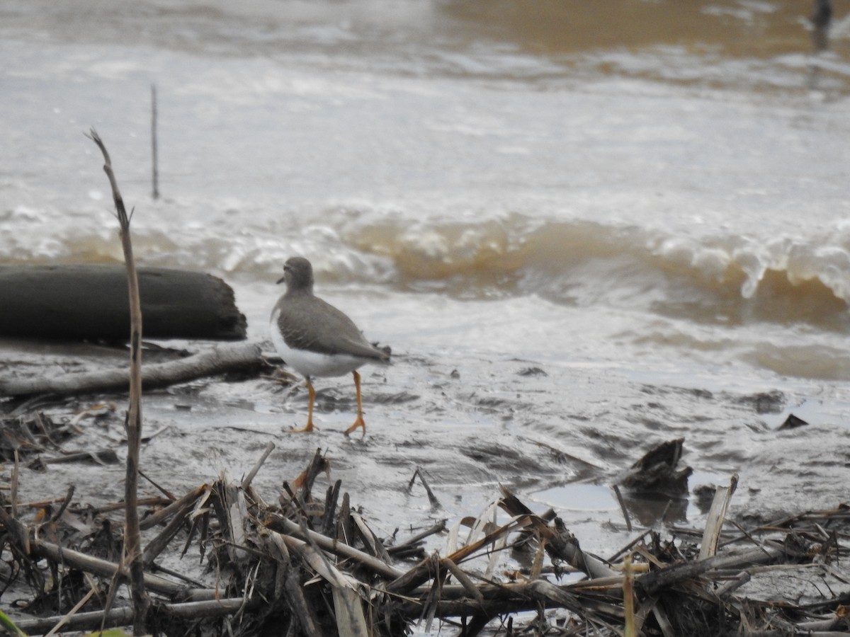 Benekli Düdükçün - ML647443570