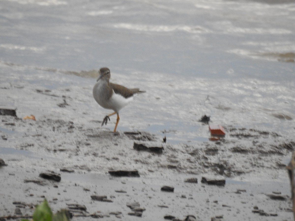 Benekli Düdükçün - ML647443571