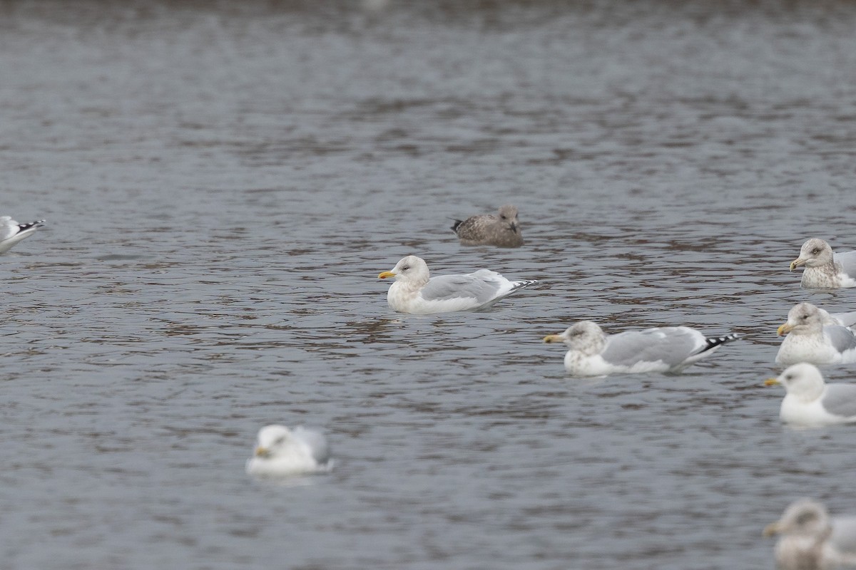 アイスランドカモメ - ML647443605