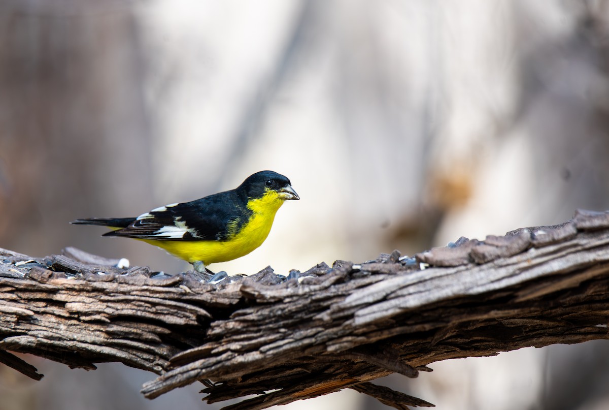 Lesser Goldfinch - ML647443609