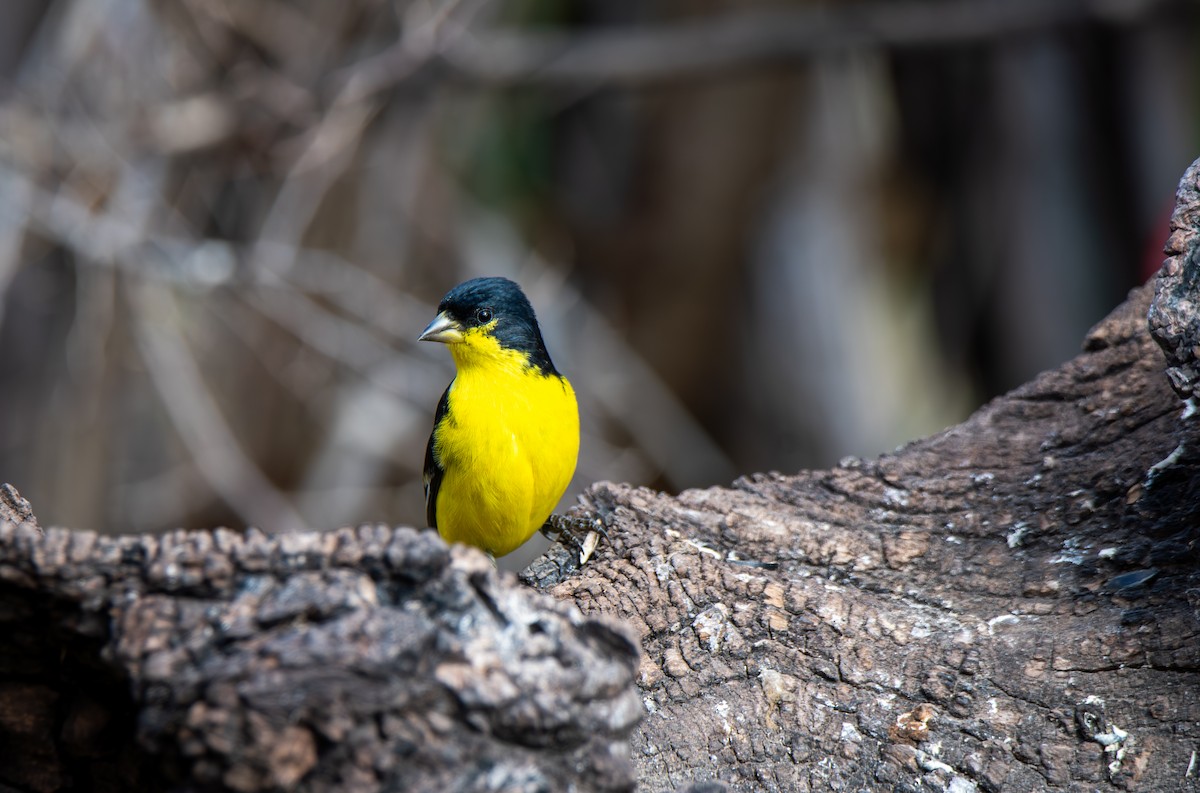 Lesser Goldfinch - ML647443610