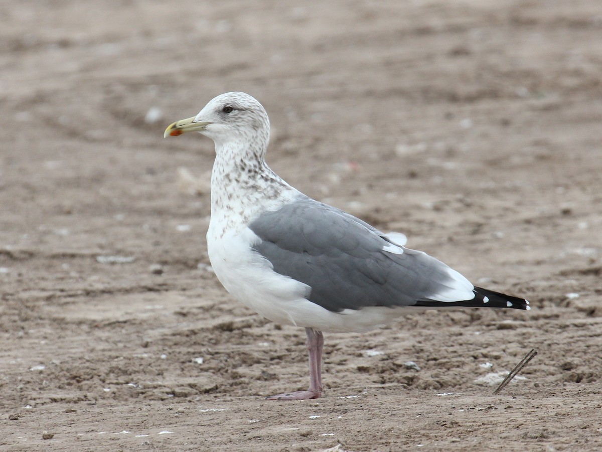 Vega Gull - ML647443615