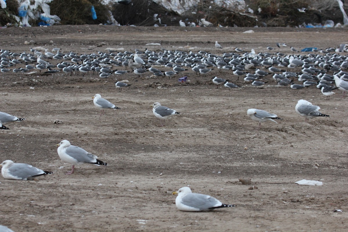 Vega Gull - ML647443616