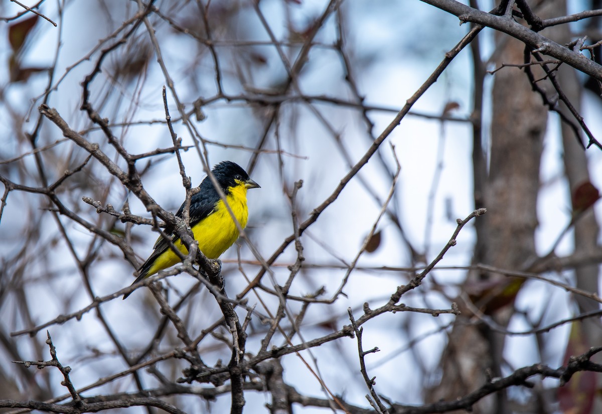 Lesser Goldfinch - ML647443617