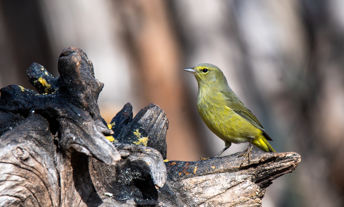 Orange-crowned Warbler - ML647443624