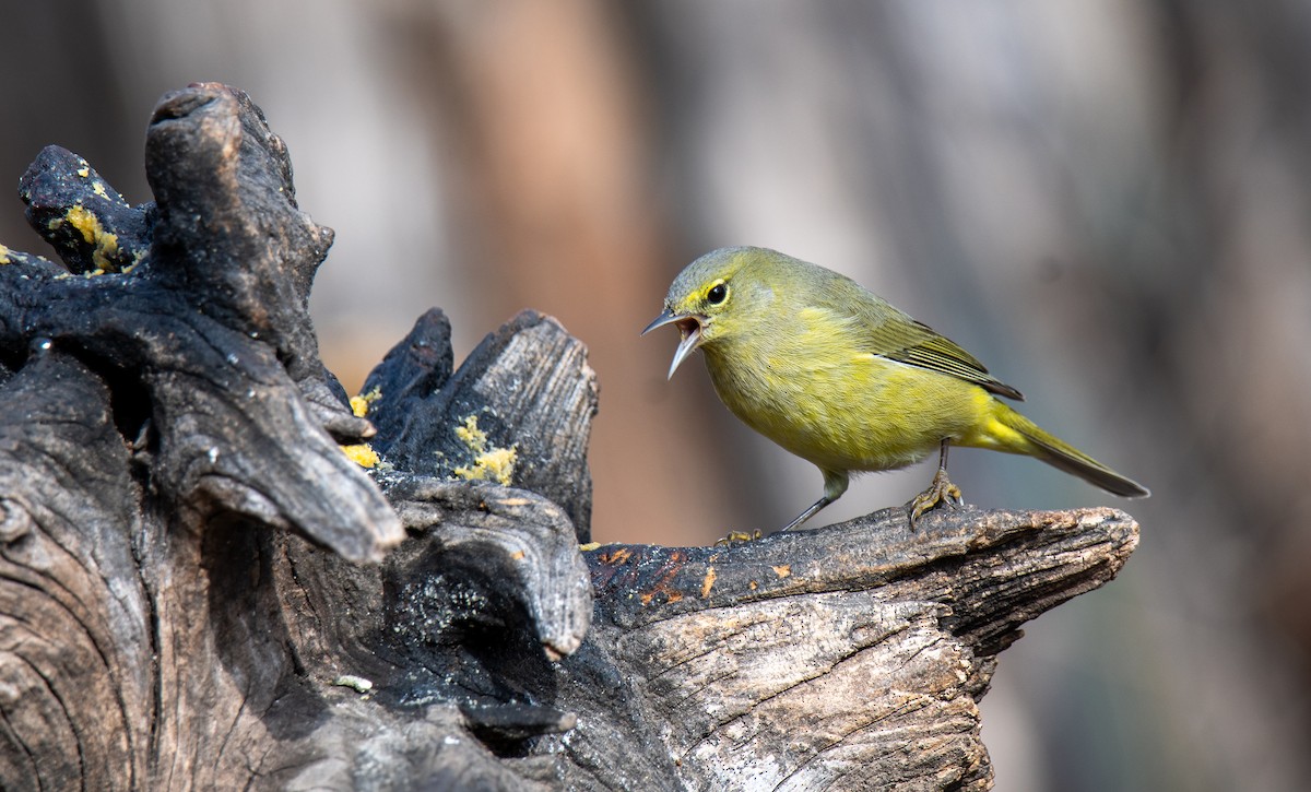 Orange-crowned Warbler - ML647443625