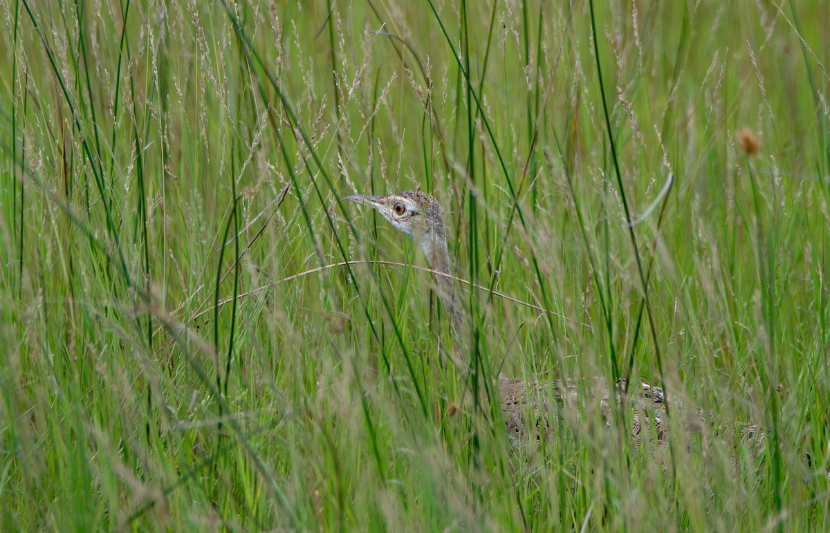 Дрохва чорночерева - ML647443626
