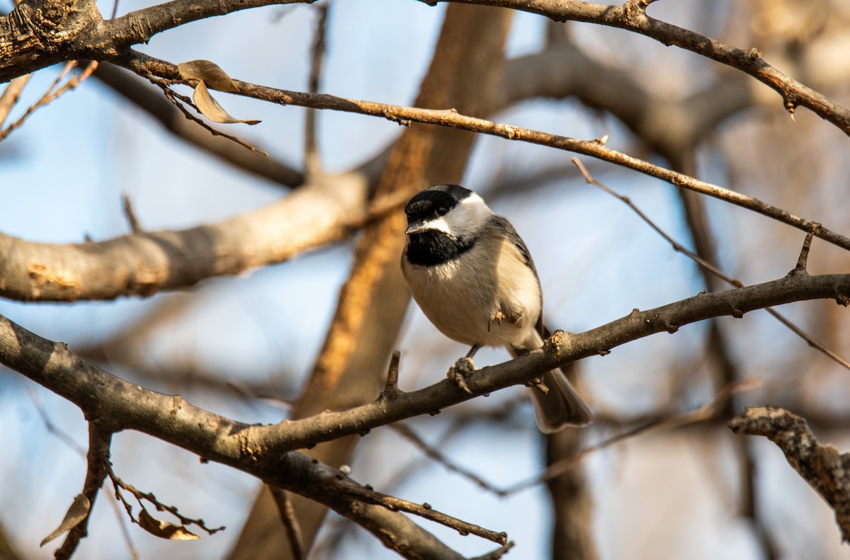 Carolina Chickadee - ML647443634