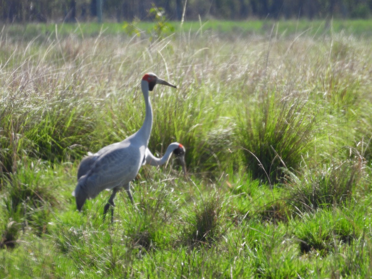 Brolga - ML647443635