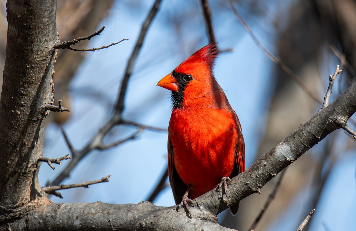 Northern Cardinal - ML647443638