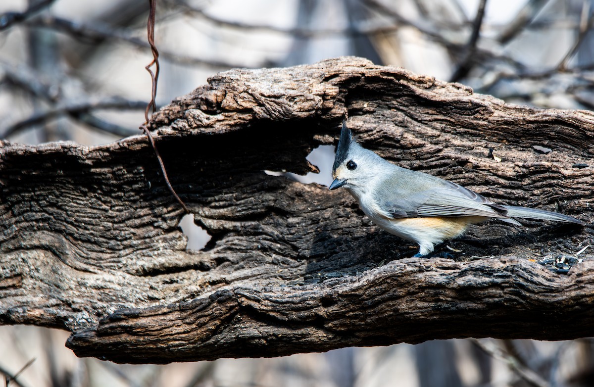 Black-crested Titmouse - ML647443642
