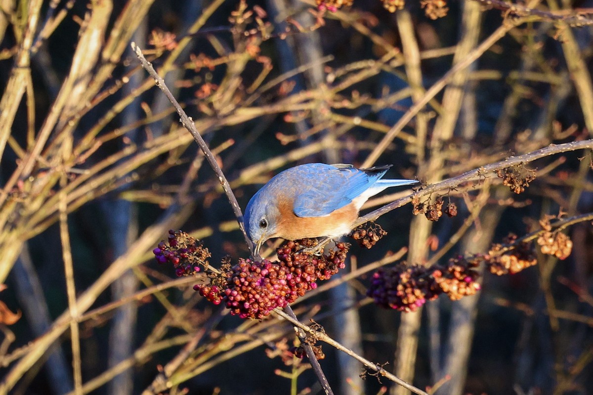 Eastern Bluebird - ML647443644