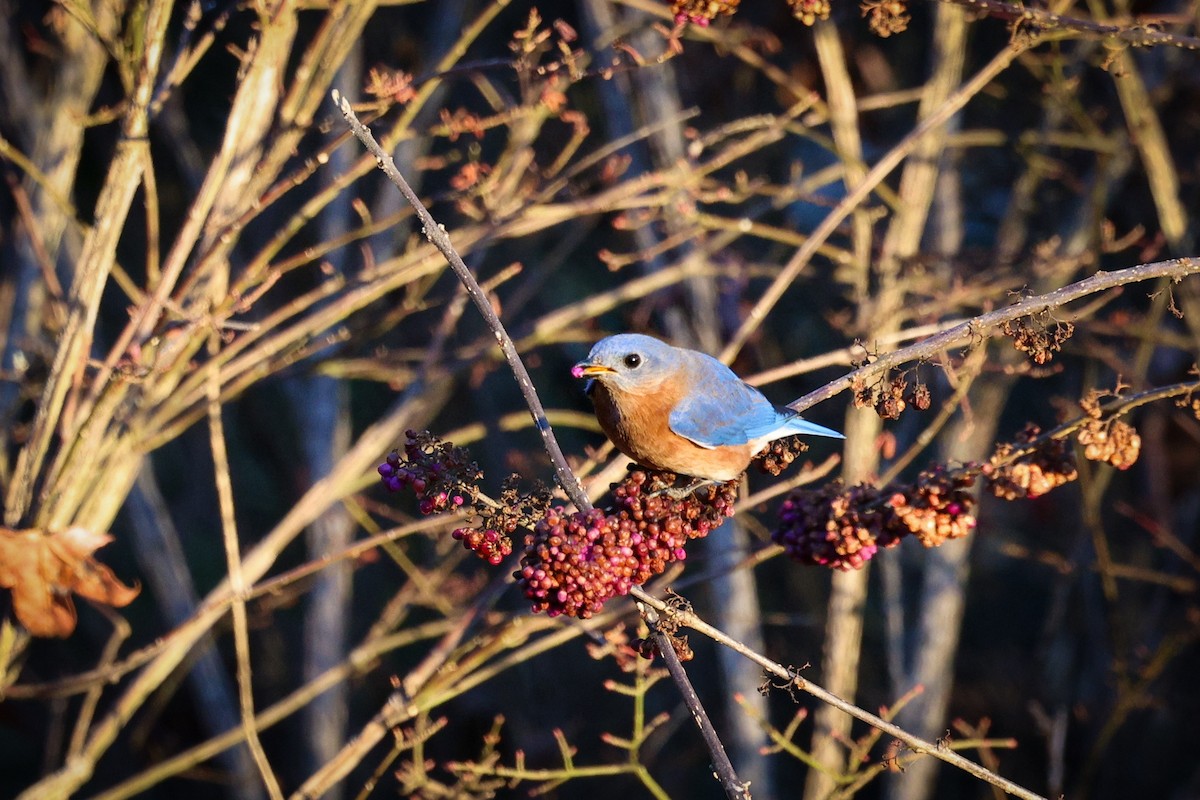 Eastern Bluebird - ML647443645