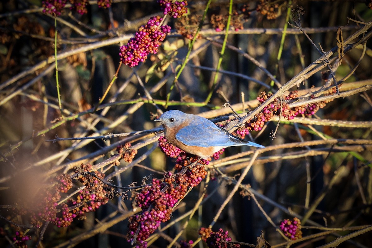 Eastern Bluebird - ML647443646