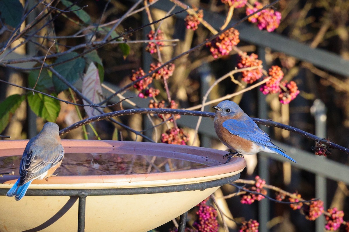 Eastern Bluebird - ML647443647