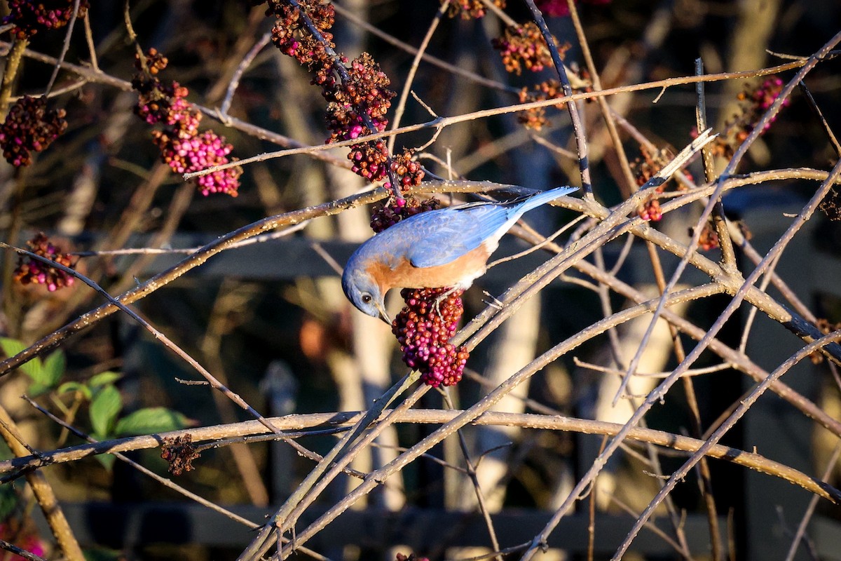 Eastern Bluebird - ML647443648