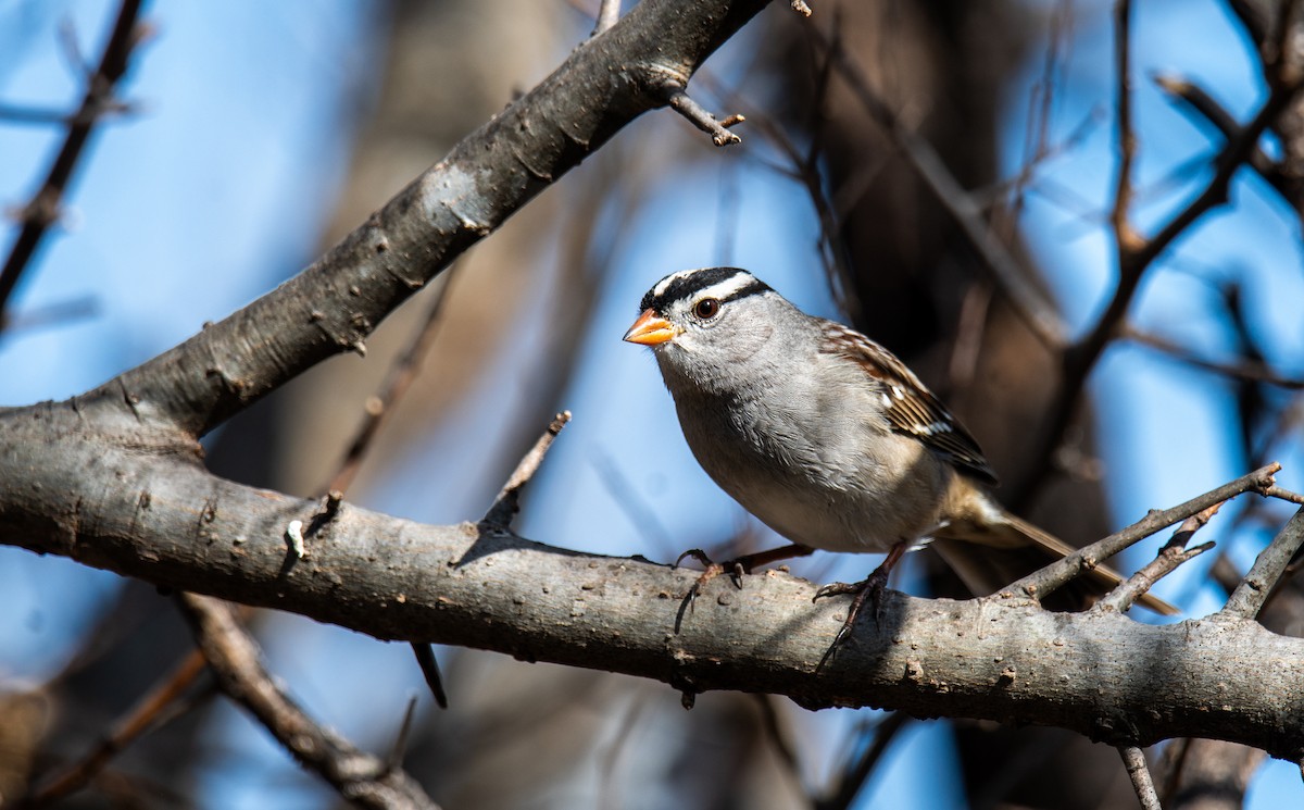 White-crowned Sparrow - ML647443650