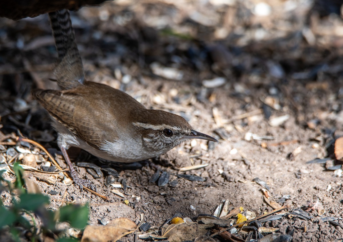 Bewick's Wren - ML647443655