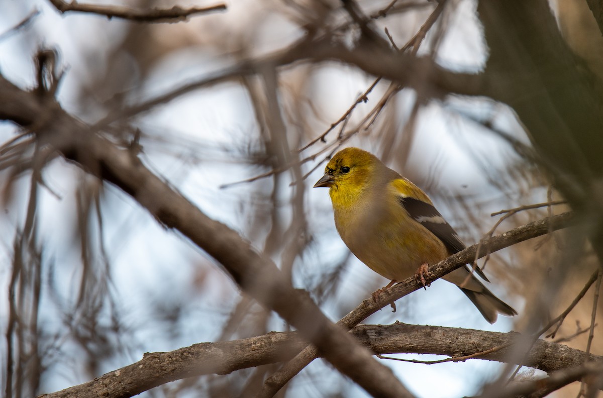 American Goldfinch - ML647443660