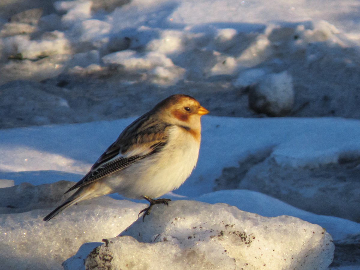 Пуночка снігова - ML647443662