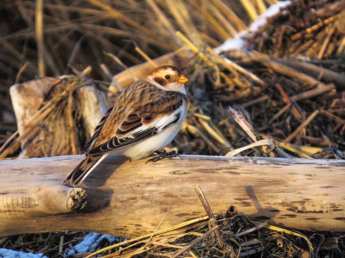 Пуночка снігова - ML647443663