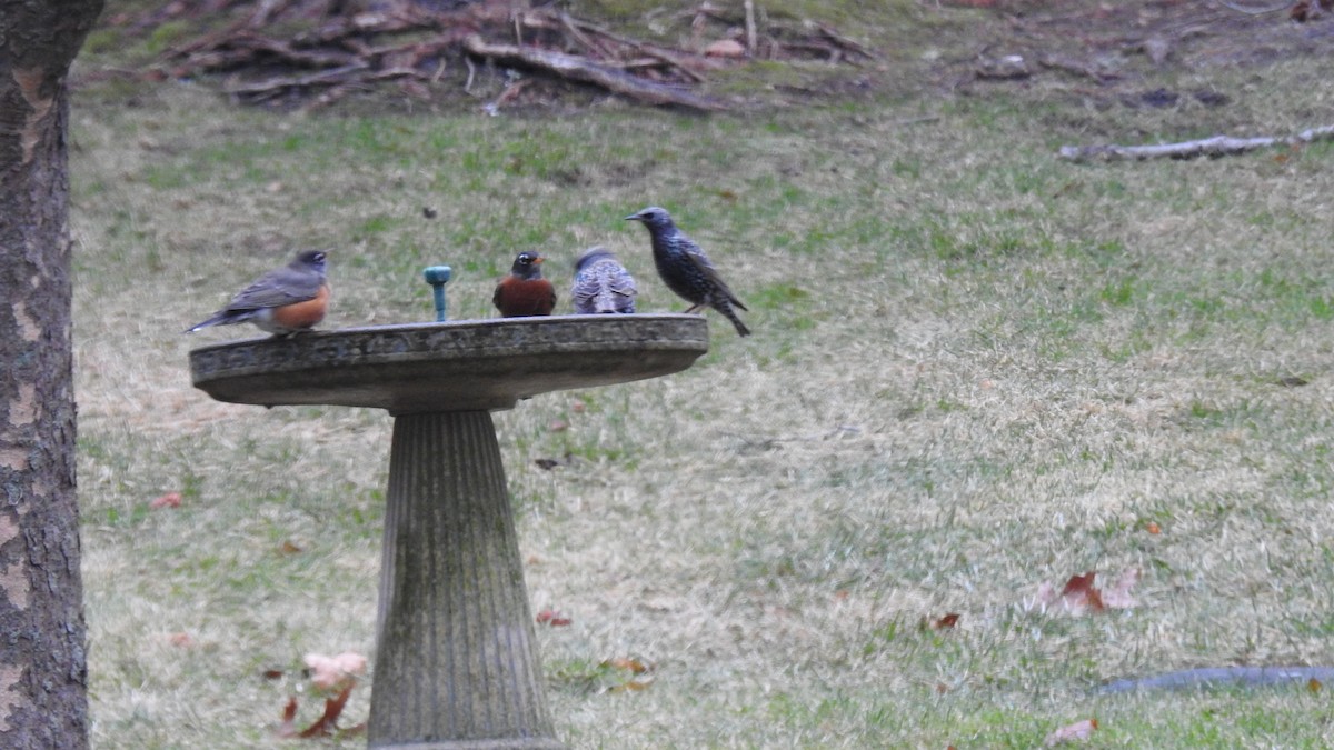 Дрізд мандрівний - ML647443664