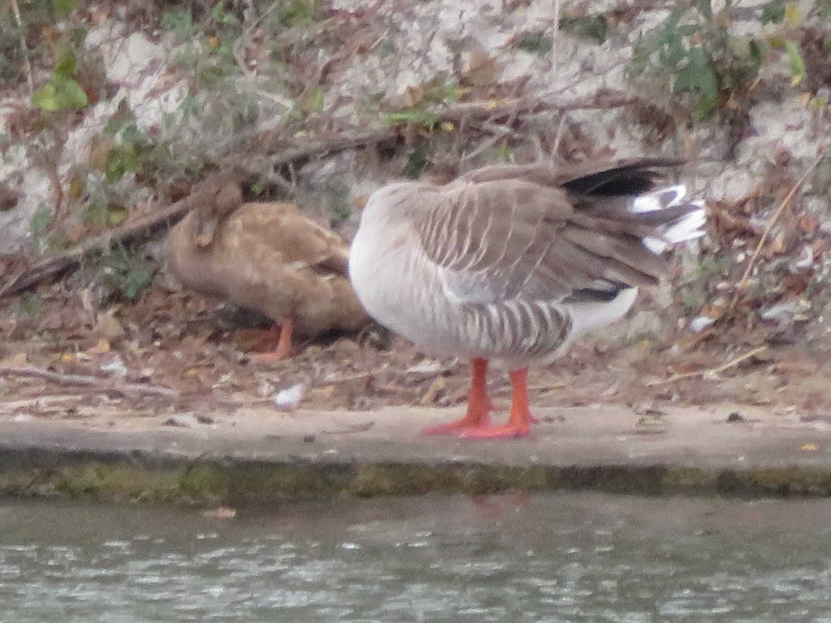 Крижень (свійський) - ML647443665