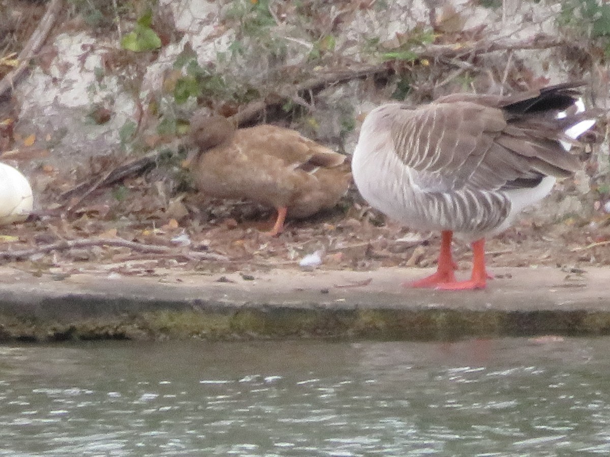 Крижень (свійський) - ML647443666