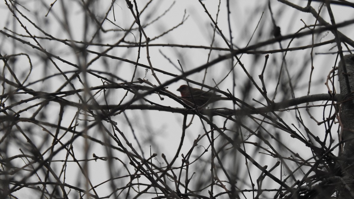 Чечевиця садова - ML647443667