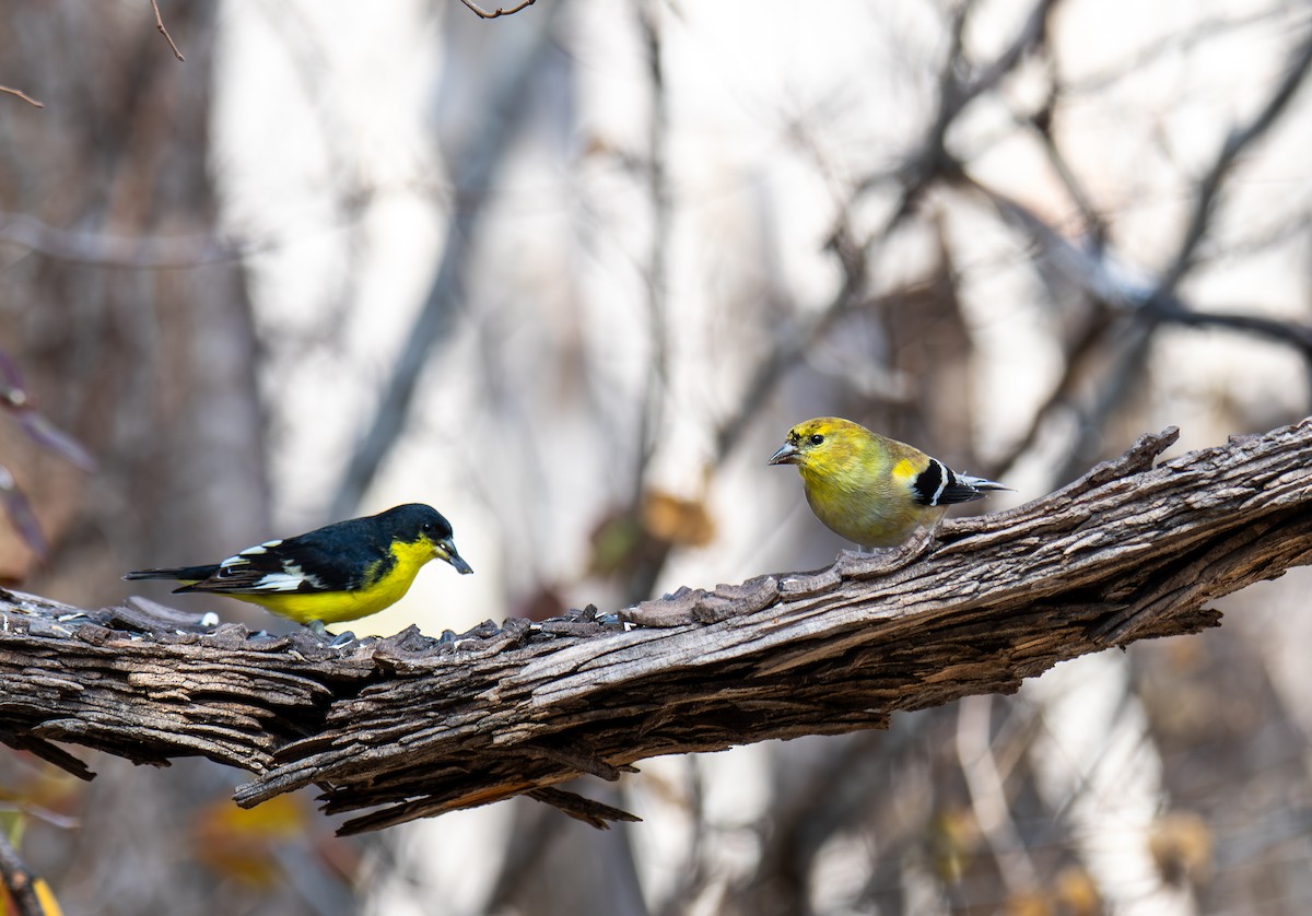 Чиж золотий - ML647443668