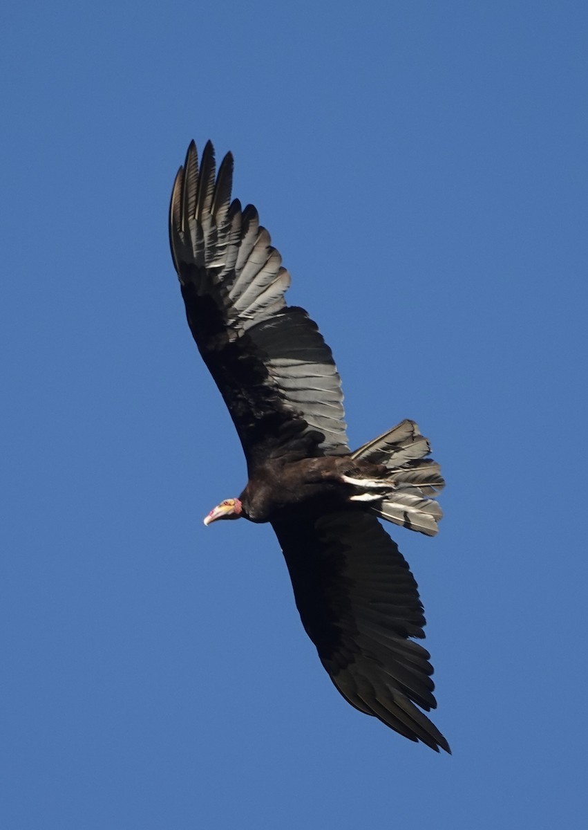 Катарта саванова - ML647443669