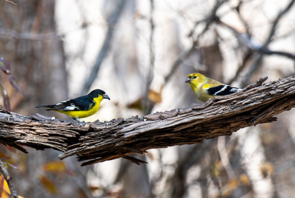 Чиж малий - ML647443670