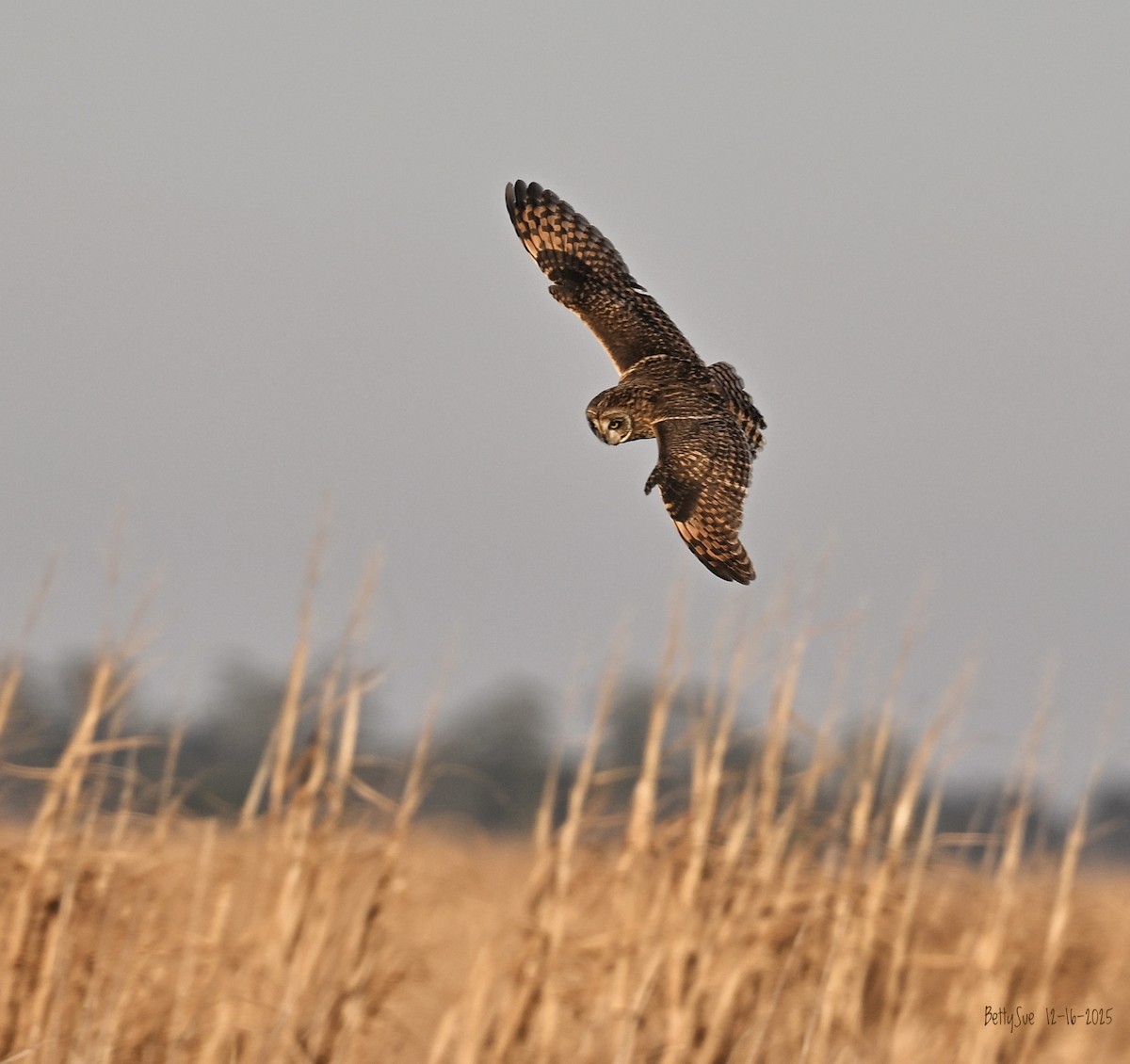 Сова болотяна - ML647443671