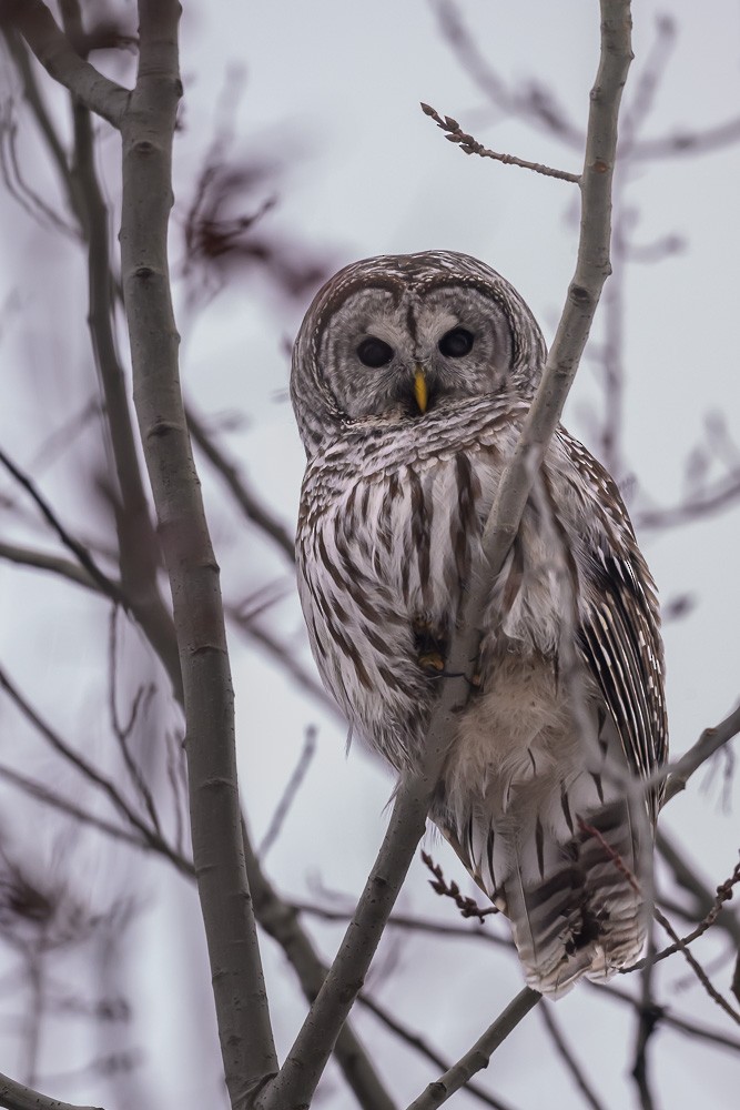 Сова неоарктична - ML647443672