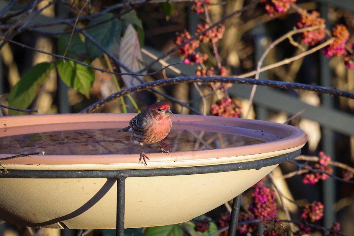 Чечевиця садова - ML647443673