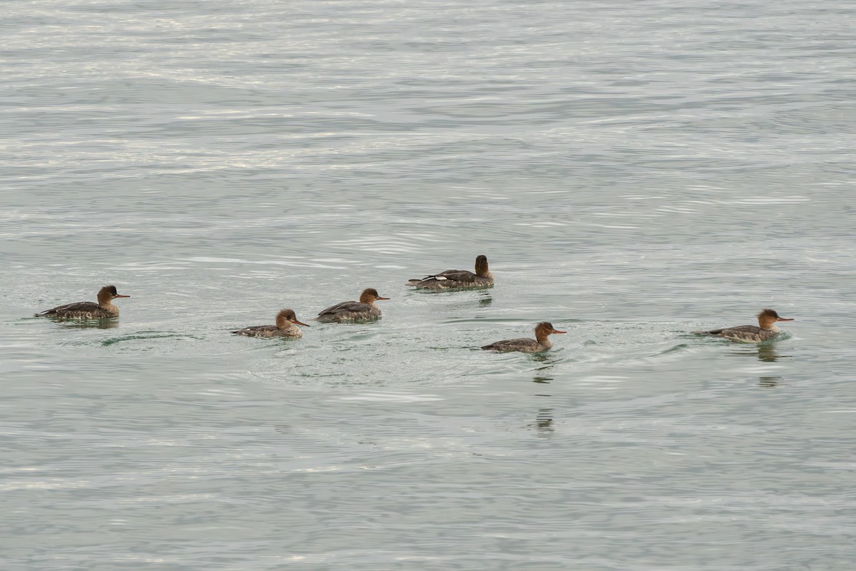 Крех середній - ML647443674