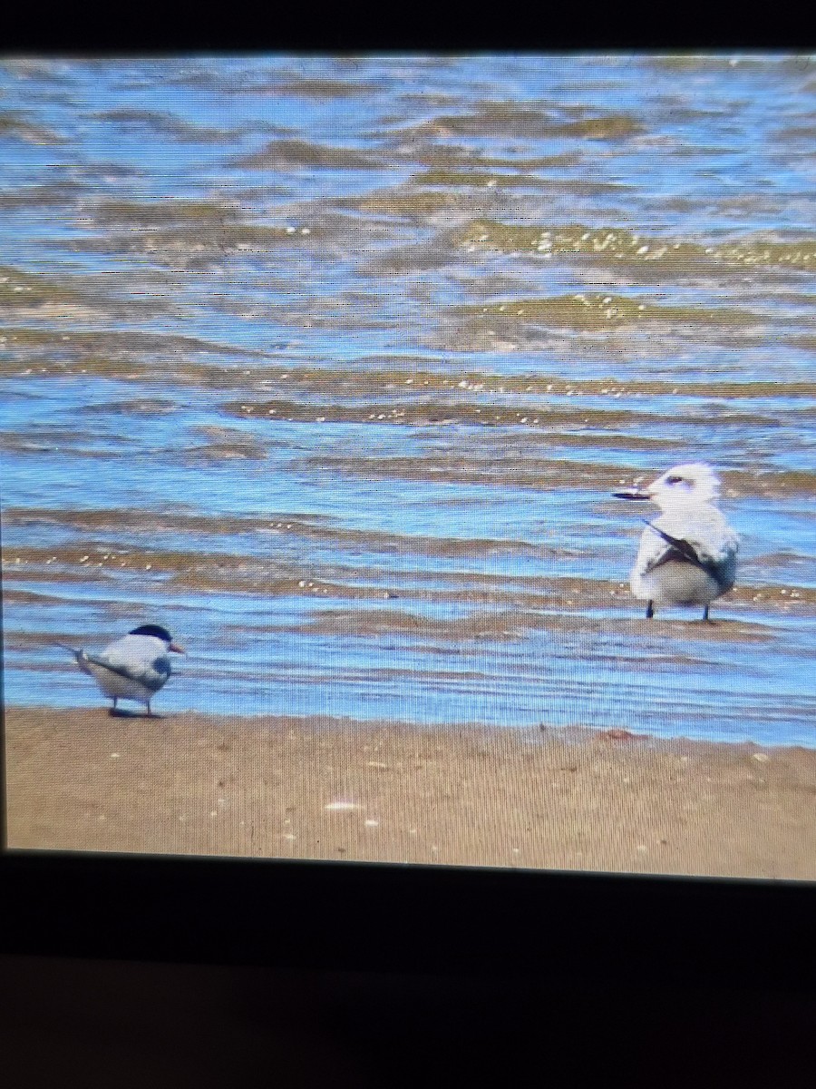 Sterninae sp. - ML647443675