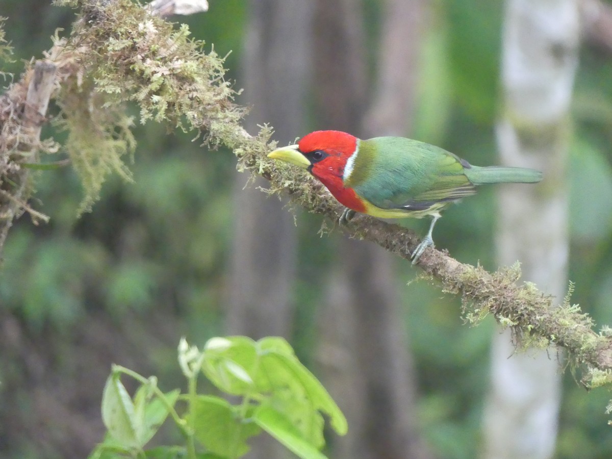 Евбуко андський - ML647443676