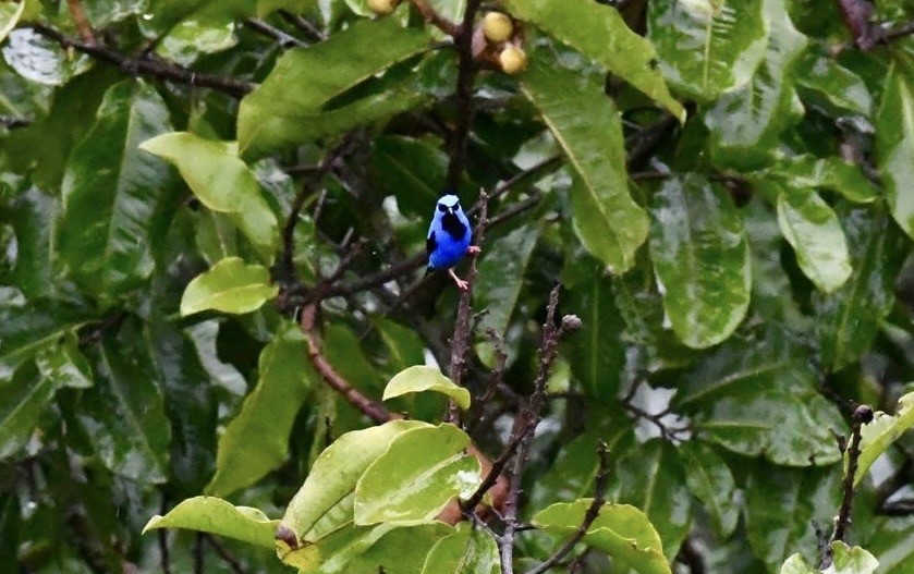 Танагра-медоїд короткодзьоба - ML647443677