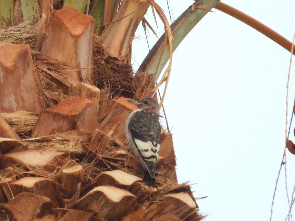 Гіла червоноголова - ML647443678