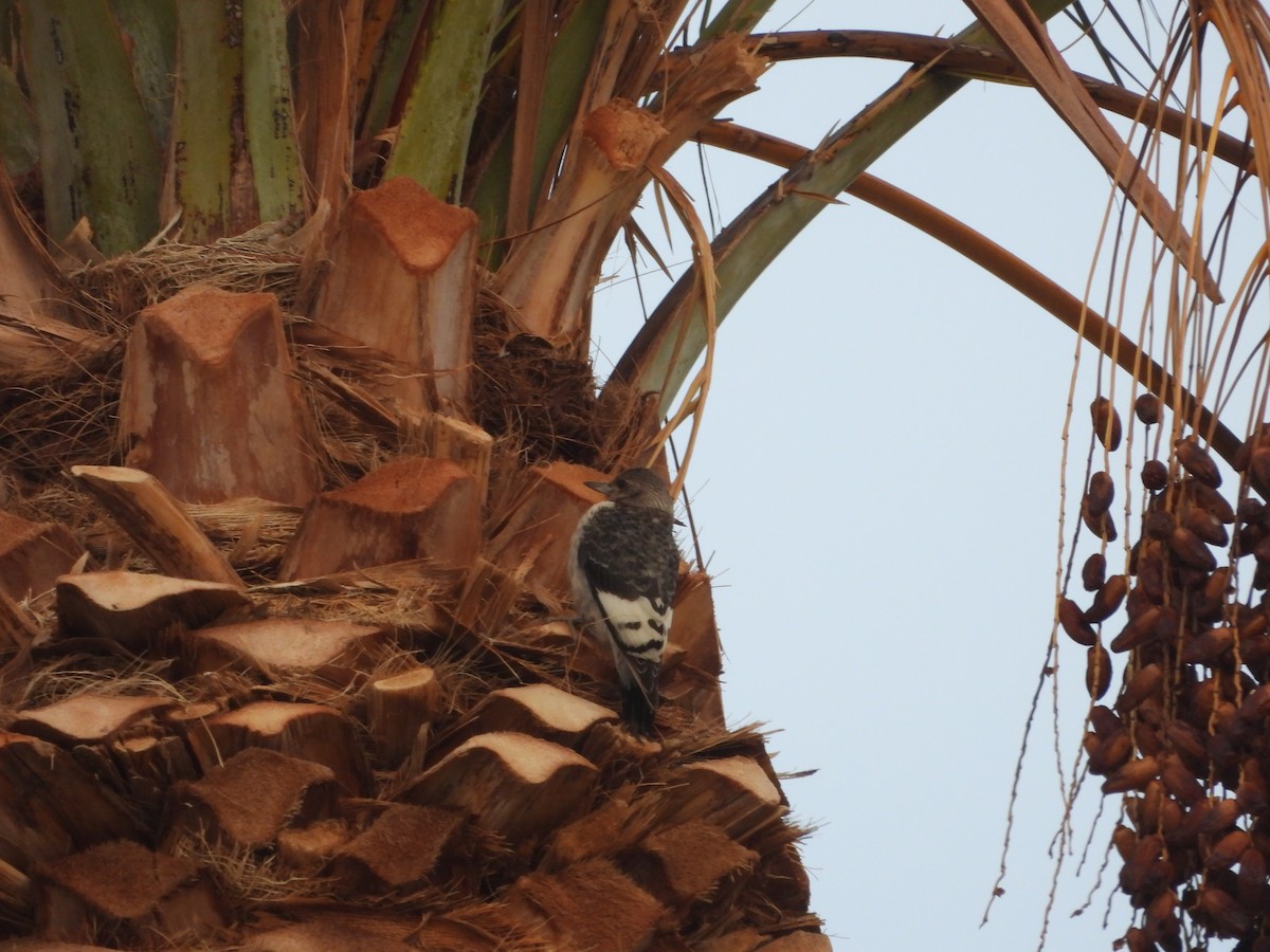 Гіла червоноголова - ML647443679