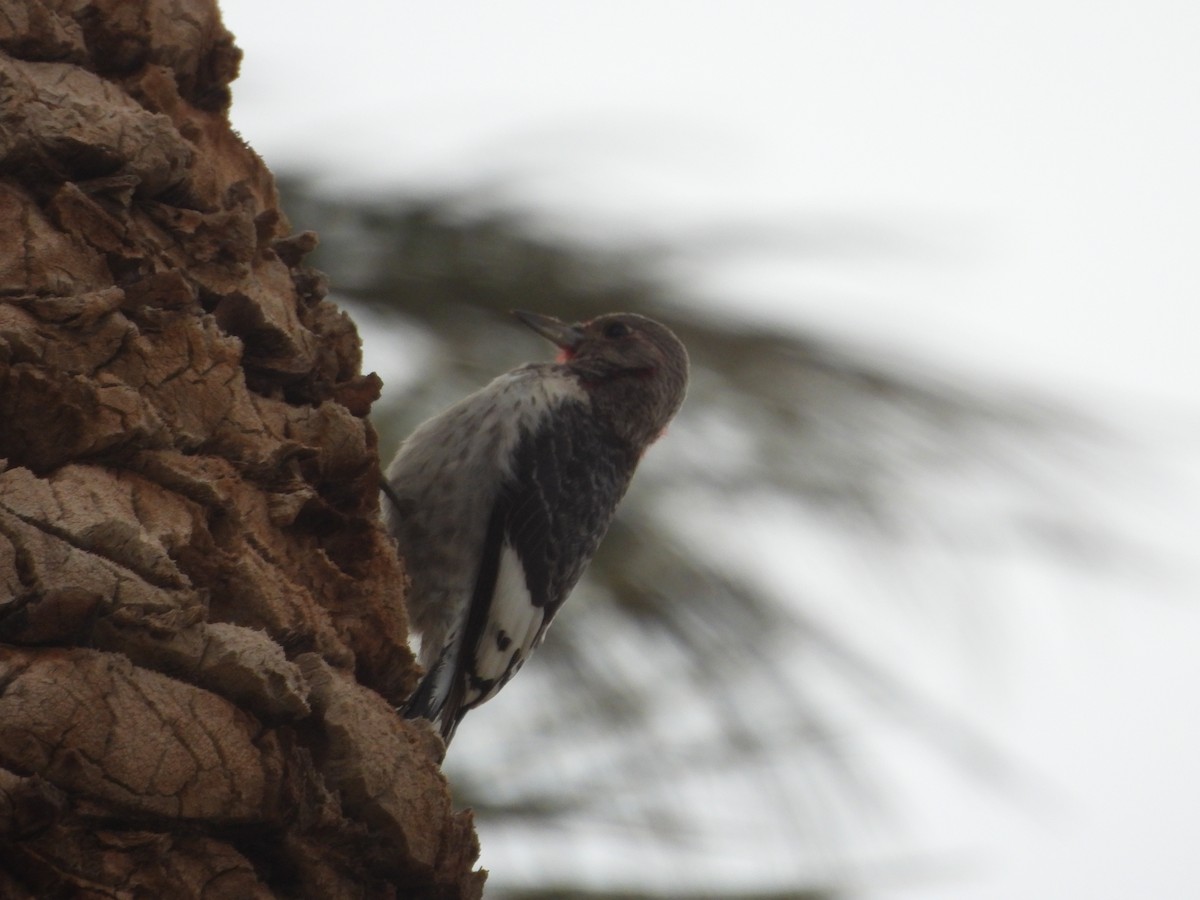 Гіла червоноголова - ML647443680