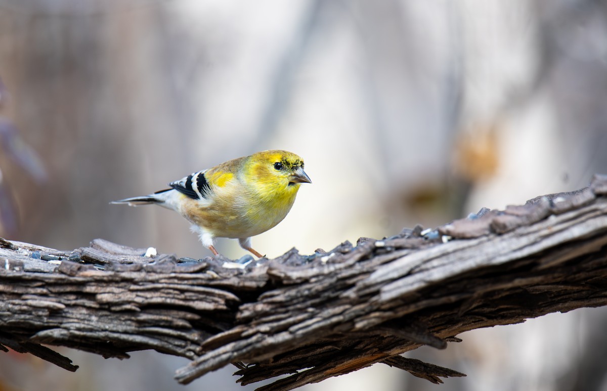 Чиж золотий - ML647443681